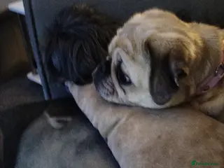 Pug dogs Female 4year old pug - Advert 2