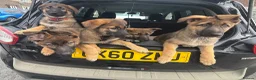 German Shepherd dogs for sale: 12 week old German shepherd puppies in Crook - Advert 22