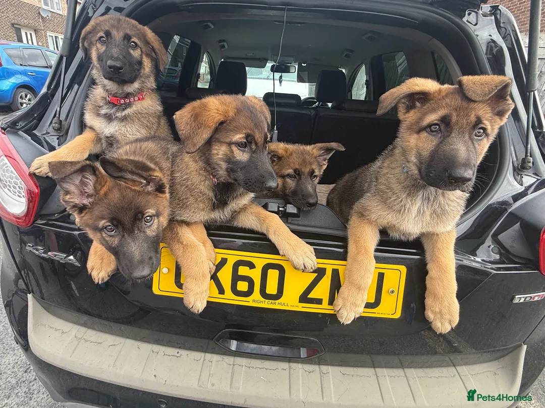 German Shepherd dogs for sale: 12 week old German shepherd puppies in Crook - Advert 22