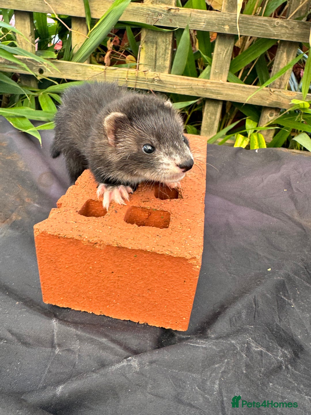 Ferret rodents for sale: Beautiful ferrets for sale - Image 7