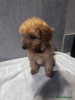 Cockapoo dogs ✨LAST GIRL LEFT - READY NOW-Cockapoo Puppies✨ - Advert 14