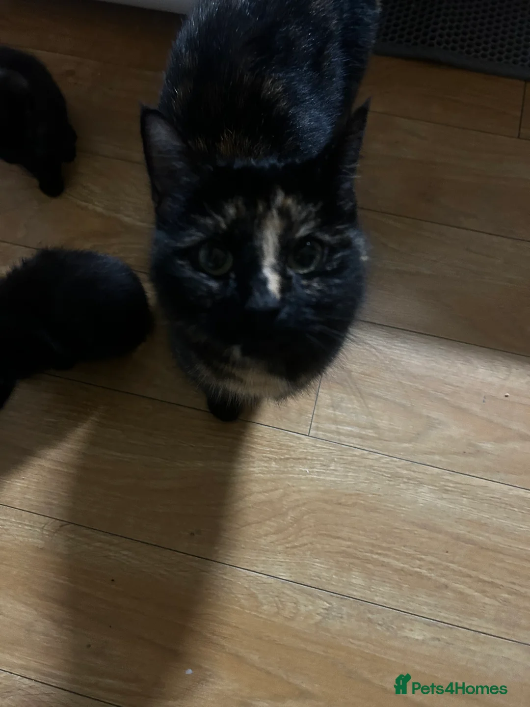 Mixed Breed cats for sale: 2 beautiful kittens for sale £120 each  - Advert 9