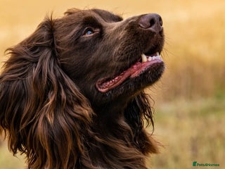 Cocker Spaniel dogs in Stockbridge - Advert 1