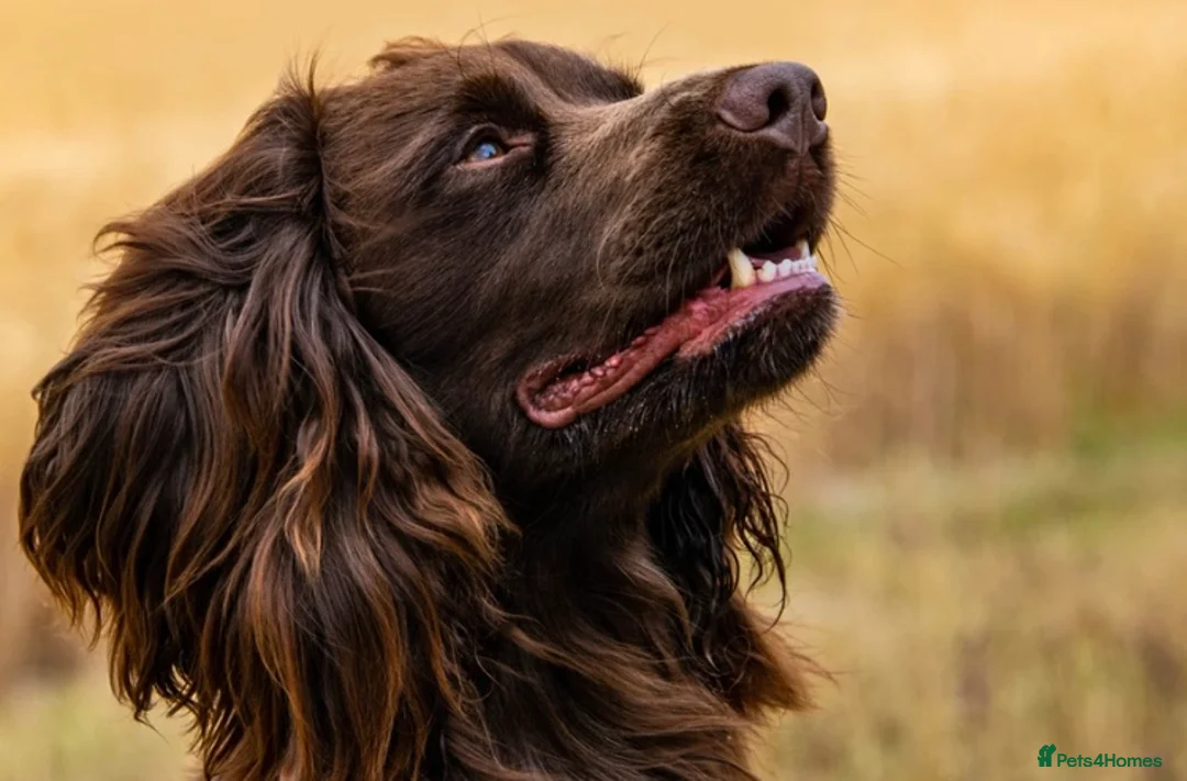Cocker Spaniel dogs for stud: Fully health tested working cocker spaniel in Stockbridge - Advert 1