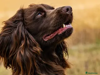 Cocker Spaniel dogs Fully health tested working cocker spaniel in Stockbridge - Advert 1