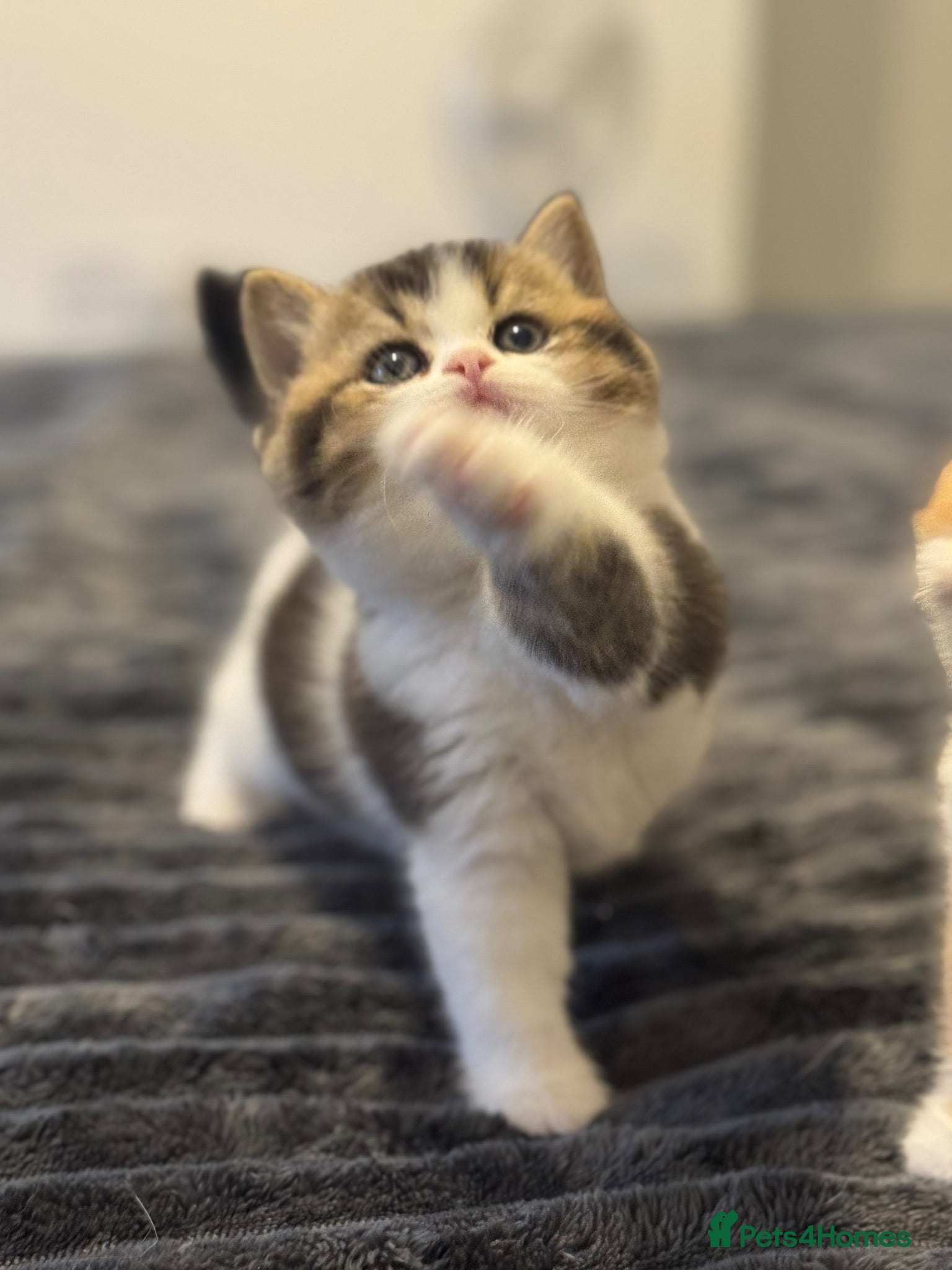 British Shorthair cats Beautiful Tica reg tabby bi colour boy left  - Advert 2