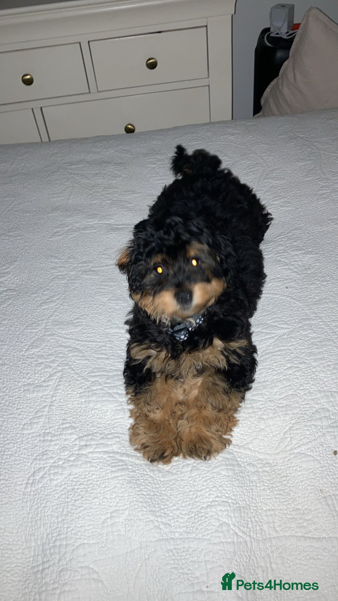 Shihpoo dogs for sale: Chilli The Shihpoo  - Advert 7