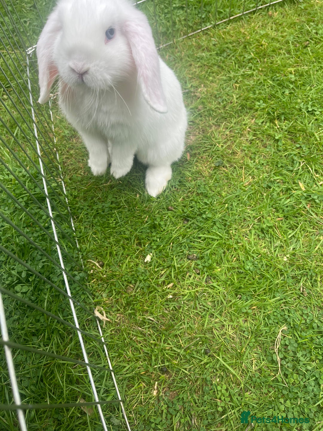 Mini Lop rabbits for sale: Last Blue Eye Buck remaining - ready now - Image 4