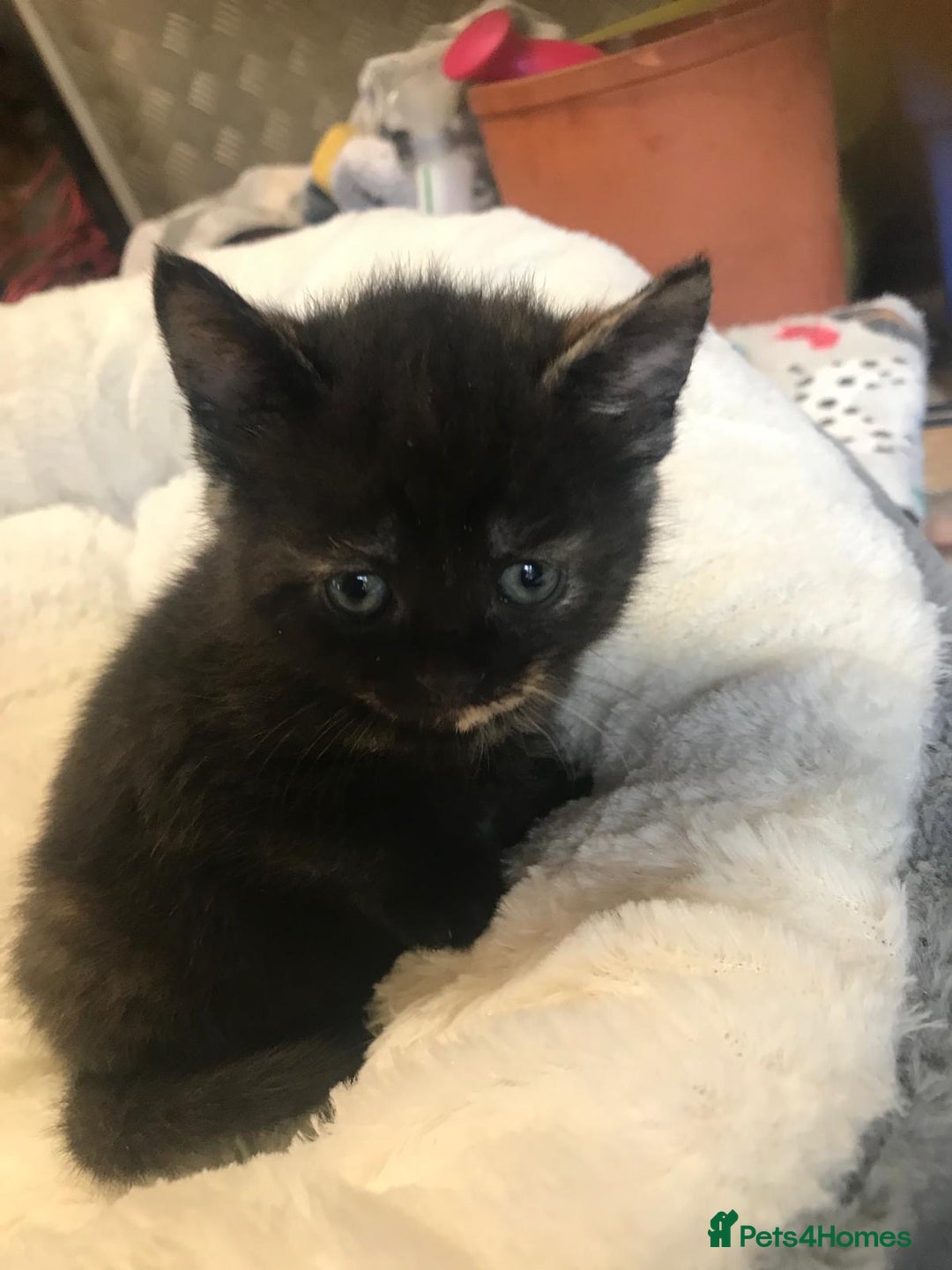 Persian cats for sale: 8 British short hair x Persian kittens  - Image 15