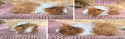 Guinea Pig rodents for sale: Guinea pig sows and boars - Lunkarya & Swiss  - Advert 1