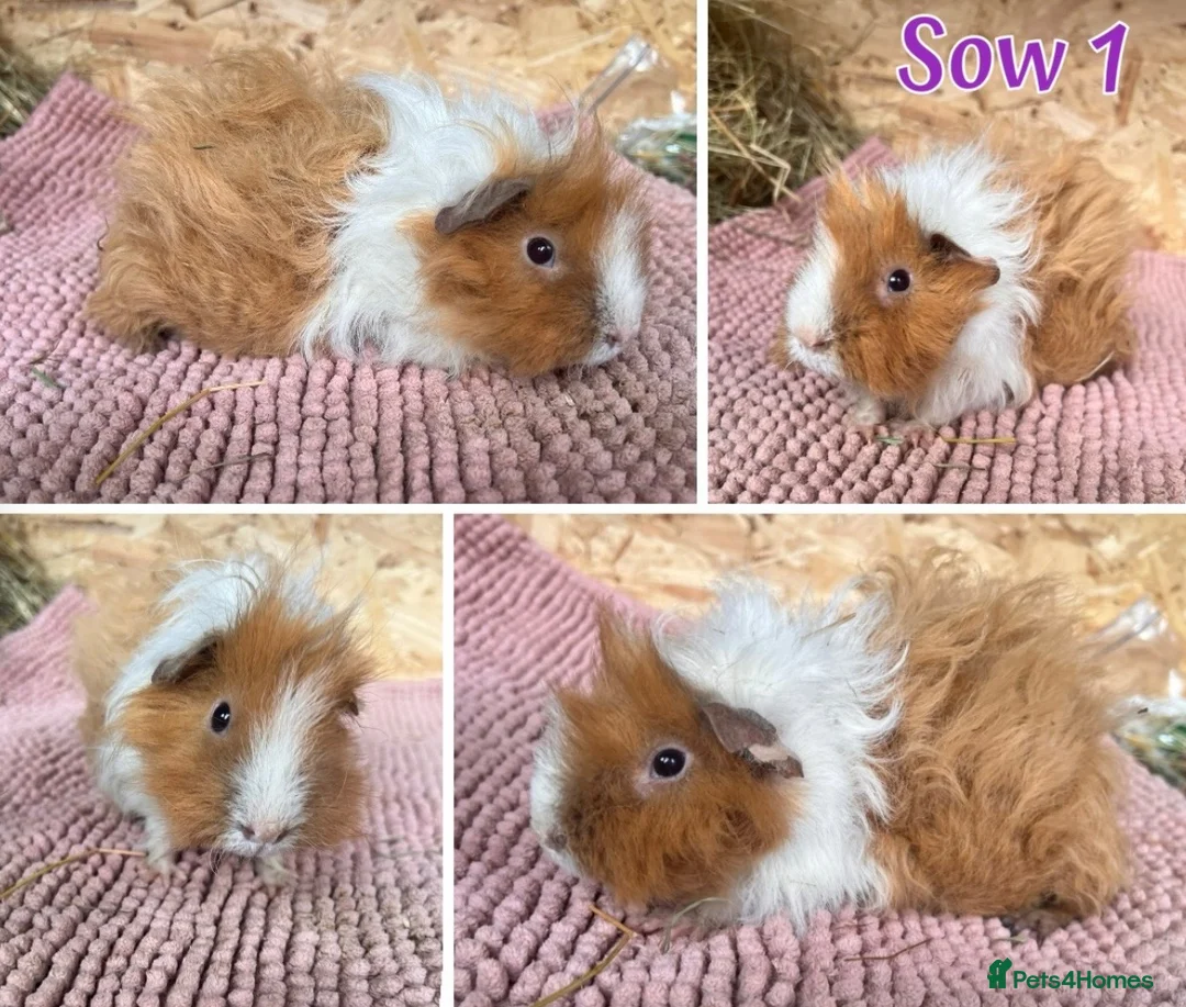 Guinea Pig rodents for sale: Guinea pig sows and boars - Lunkarya & Swiss  - Advert 1