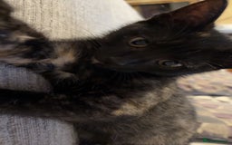 Mixed Breed cats for sale: Kitten - Image 2