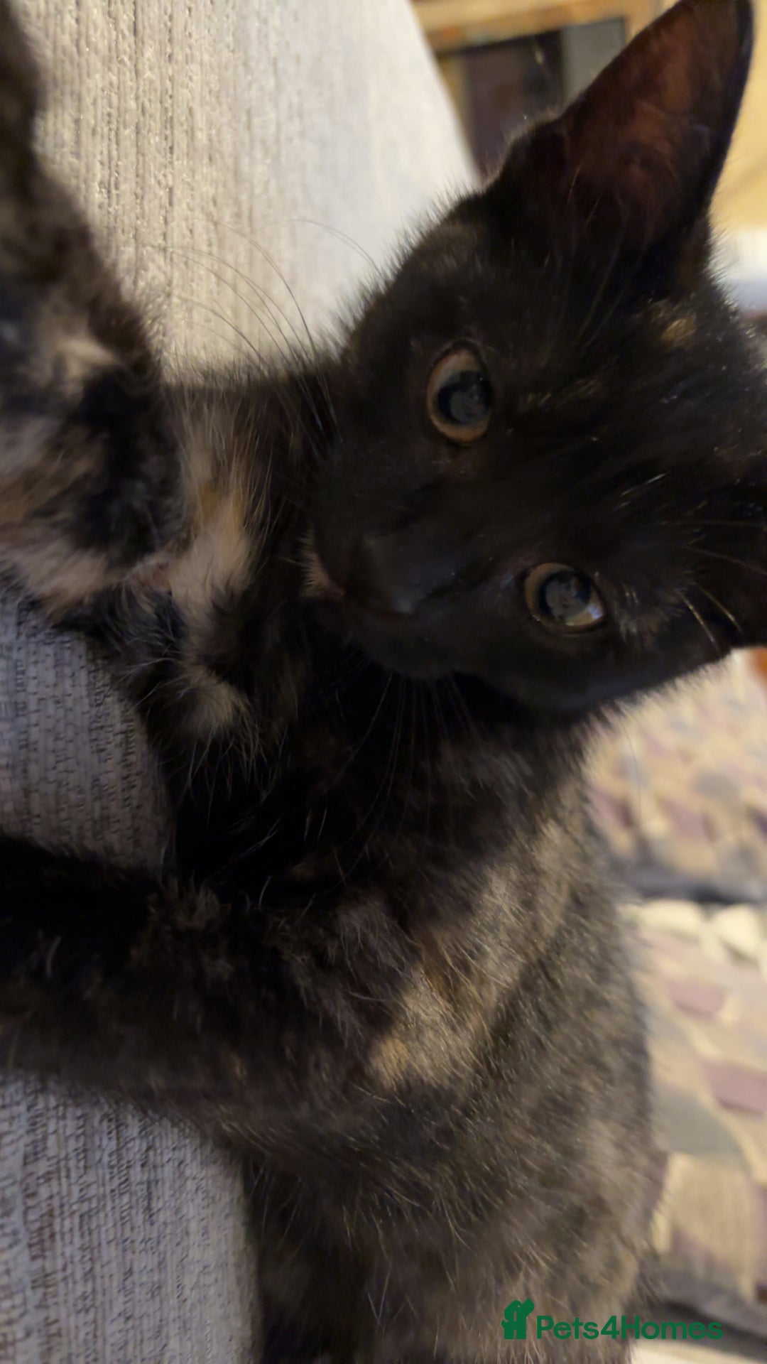 Mixed Breed cats for sale: Kitten - Image 2