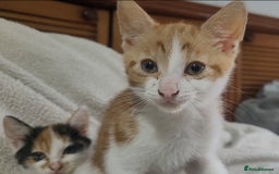 American Shorthair cats for sale: Lovely little kittens, lots of different colours! - Image 16