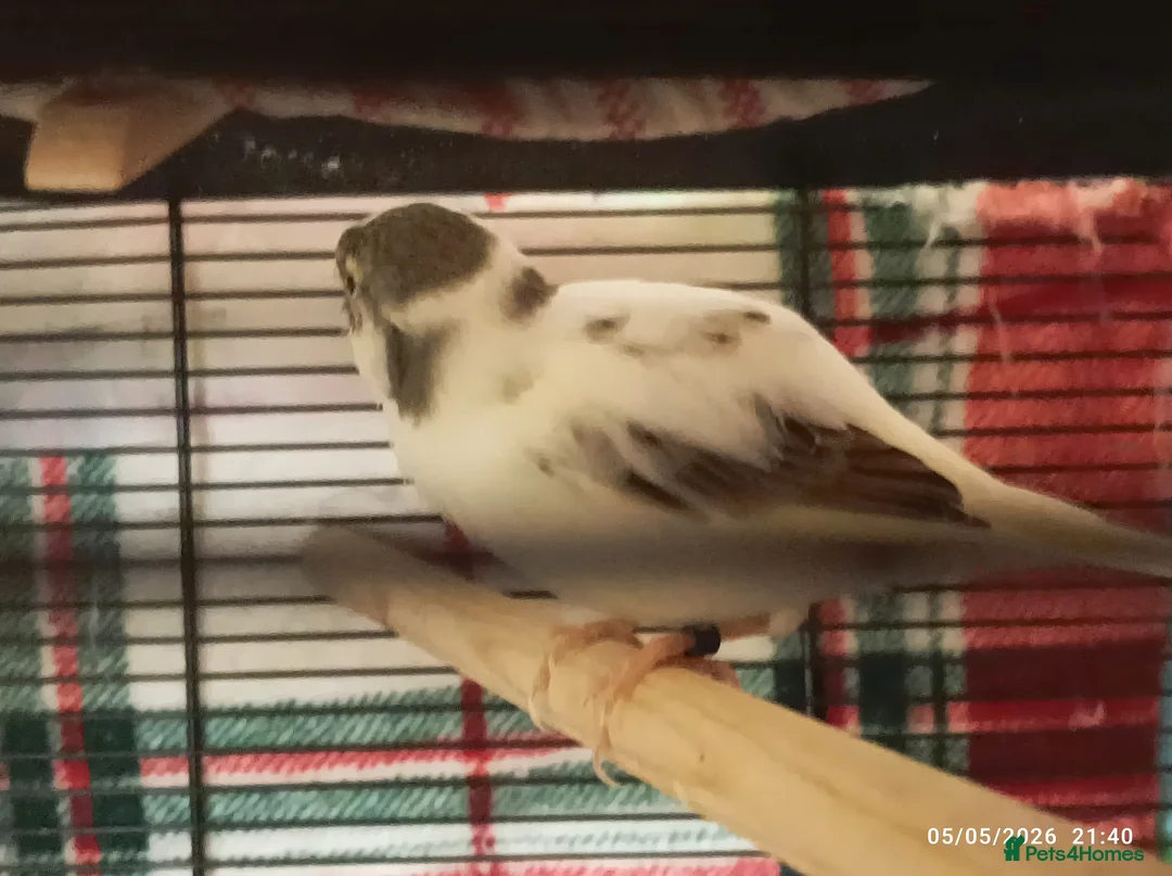 Canaries birds for sale: Canaries MALES - Advert 8