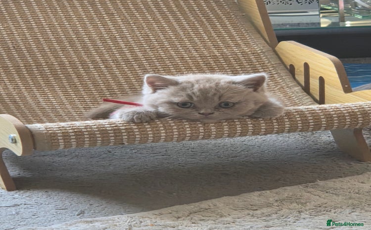 British Shorthair cats - Advert 13