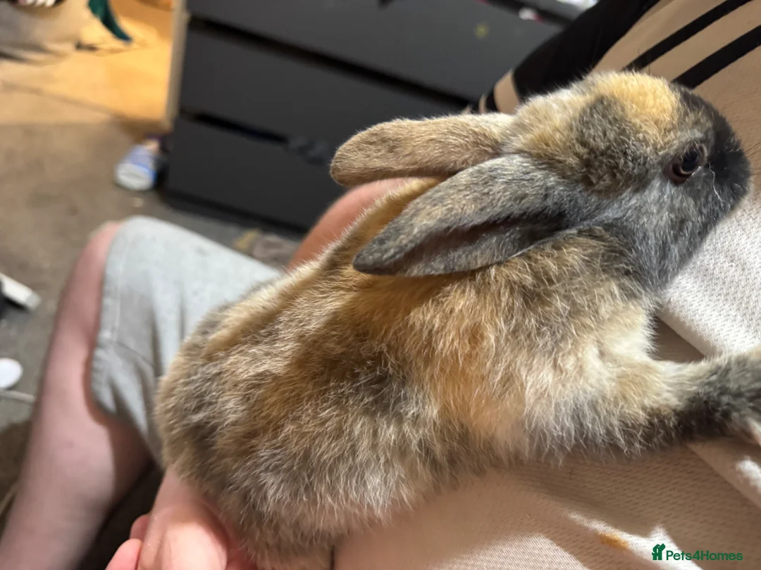 English Spot rabbits for sale: Bunnies  for sale  - Advert 20