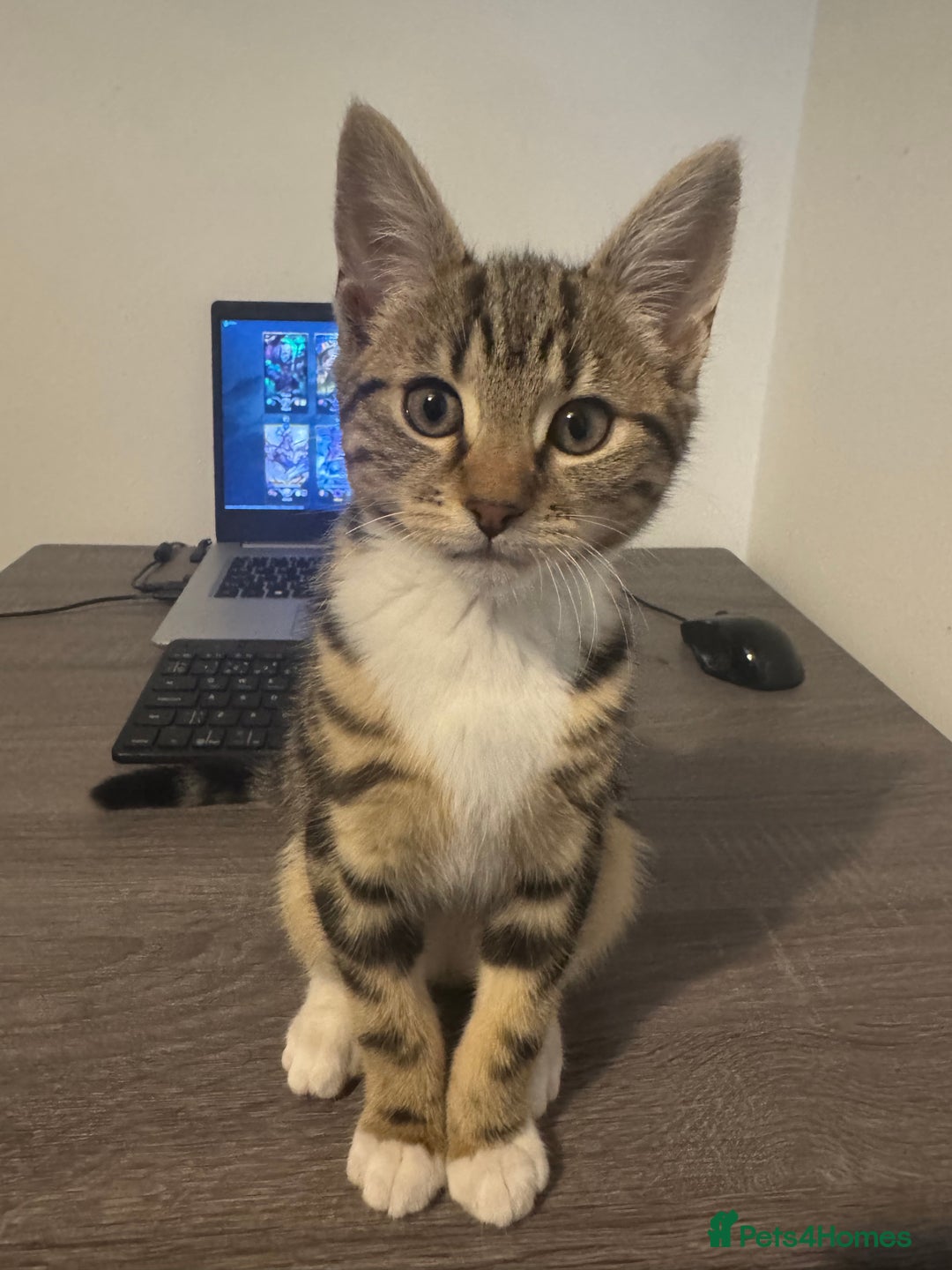 Mixed Breed cats for sale: Energetic & playful Tabby cat - Advert 1