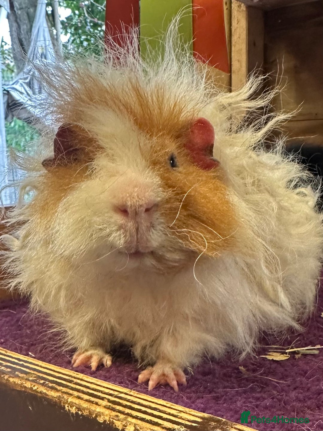 Guinea Pig rodents for sale: Teddy,Swiss and pet guinea pigs - Advert 9