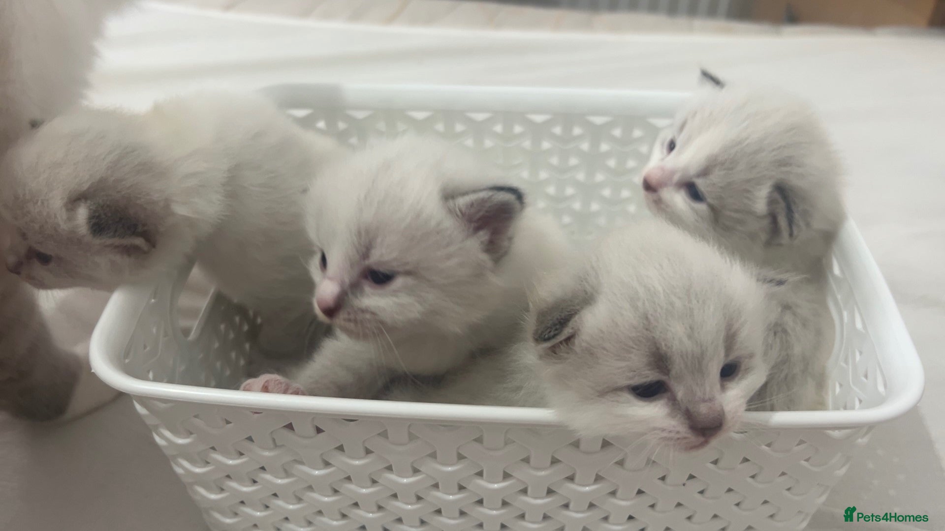 Siberian cats Pure bred siberian kittens  - Advert 7