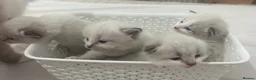 Siberian cats for sale: Pure bred siberian kittens  - Advert 1