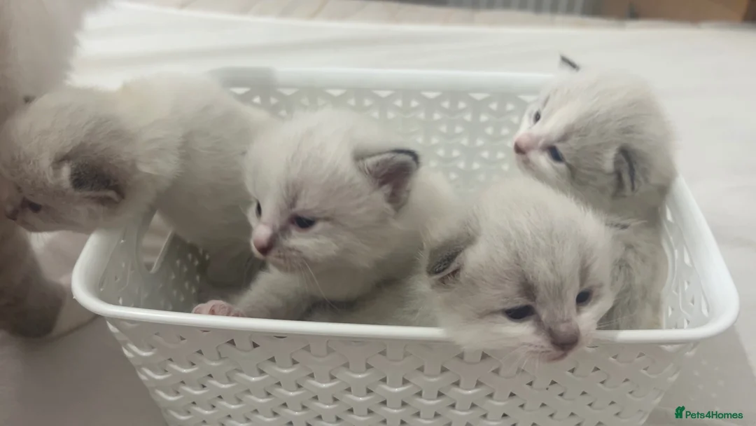 Siberian cats for sale: Pure bred siberian kittens  - Advert 1