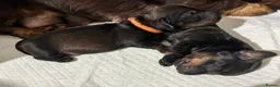Miniature Dachshund dogs for sale: Wire Haired miniature Dachshunds - Advert 7