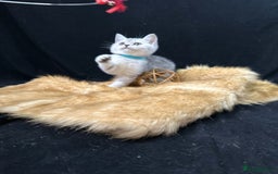 British Shorthair cats for sale: GCCF British short hair kittens for loving homes  - Image 1