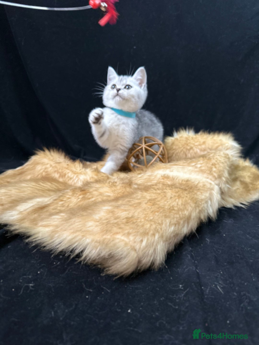 British Shorthair cats for sale: GCCF British short hair kittens for loving homes  - Image 1
