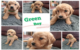 Golden Retriever dogs for sale: 🐾 Golden Retriever Puppies – Ready Soon! 🐾 - Image 11