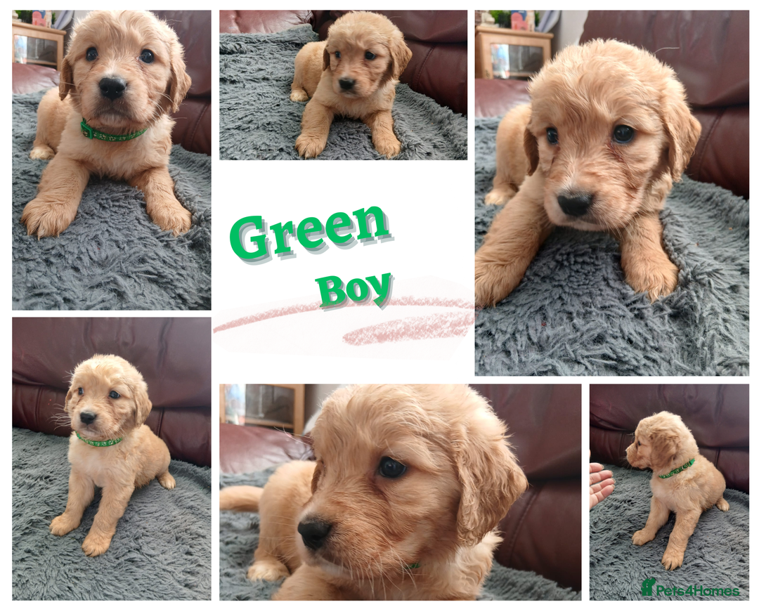 Golden Retriever dogs for sale: 🐾 Golden Retriever Puppies – Ready Soon! 🐾 - Image 11
