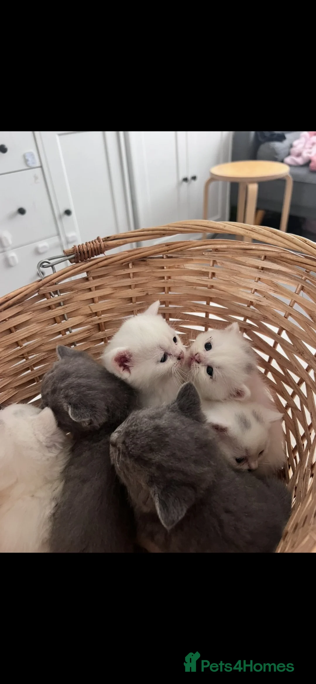 American Shorthair cats for sale: 🤍🩵White & Blue BSH Kittens Available - Advert 1