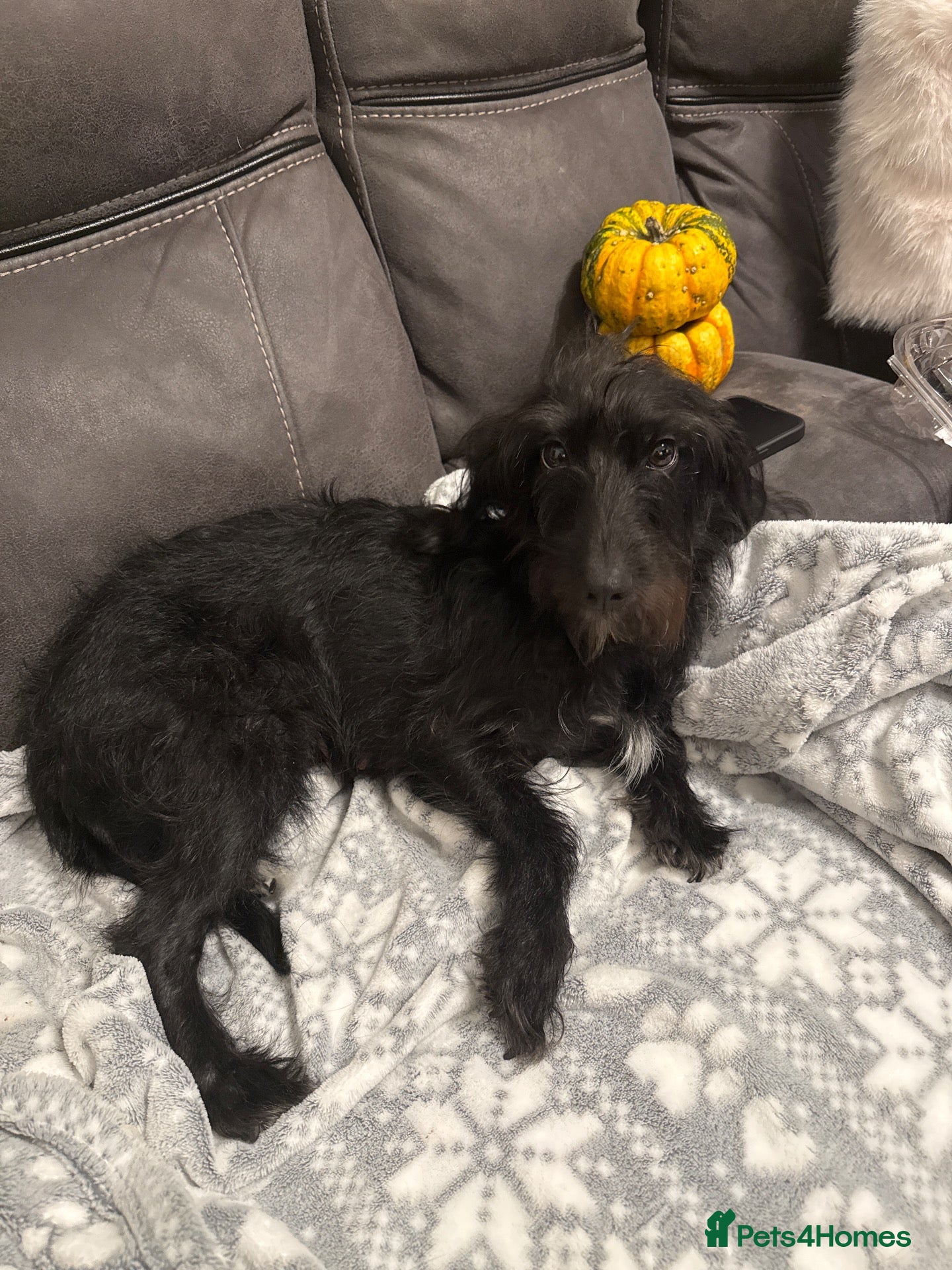 Mixed Breed dogs for sale: 4 mixed breed puppies for sale - Advert 1