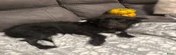 Mixed Breed dogs for sale: 4 mixed breed puppies for sale in Stoke-on-Trent - Advert 1