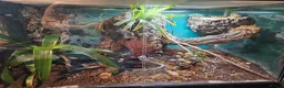 Frog reptiles for sale: Australian whites tree frogs & terrarium BREEDING - Advert 6