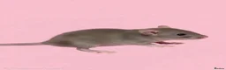 Rat rodents for sale: Fancy rats, fancy mice and harvest mice - Advert 4