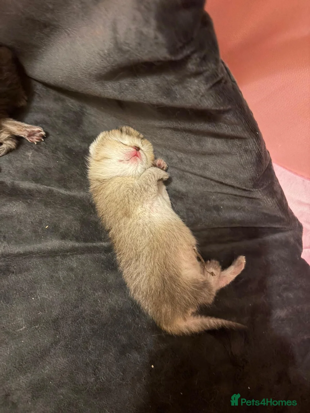 British Shorthair cats for sale: Golden british short hair in Birmingham - Advert 2