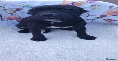 Staffordshire Bull Terrier dogs - Advert 1