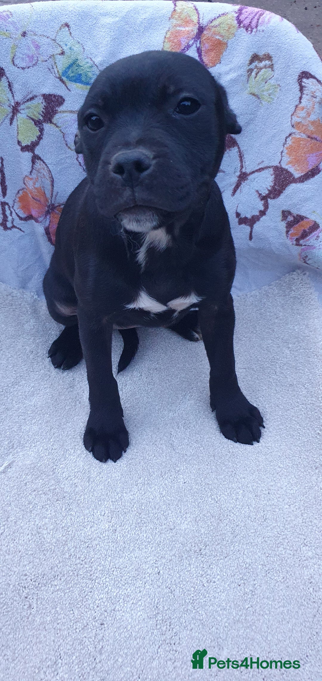 Staffordshire Bull Terrier dogs for sale: KC registeres Staffordshire bull terrier puppies - Image 4