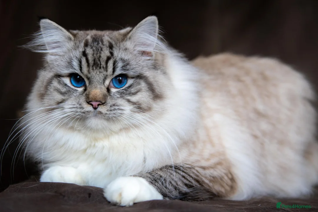 Ragdoll cats for sale: Stunning Female Ragdoll Ready Now. - Advert 2