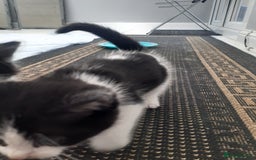 Mixed Breed cats for sale: Ready now! Beautiful kittens - Image 4