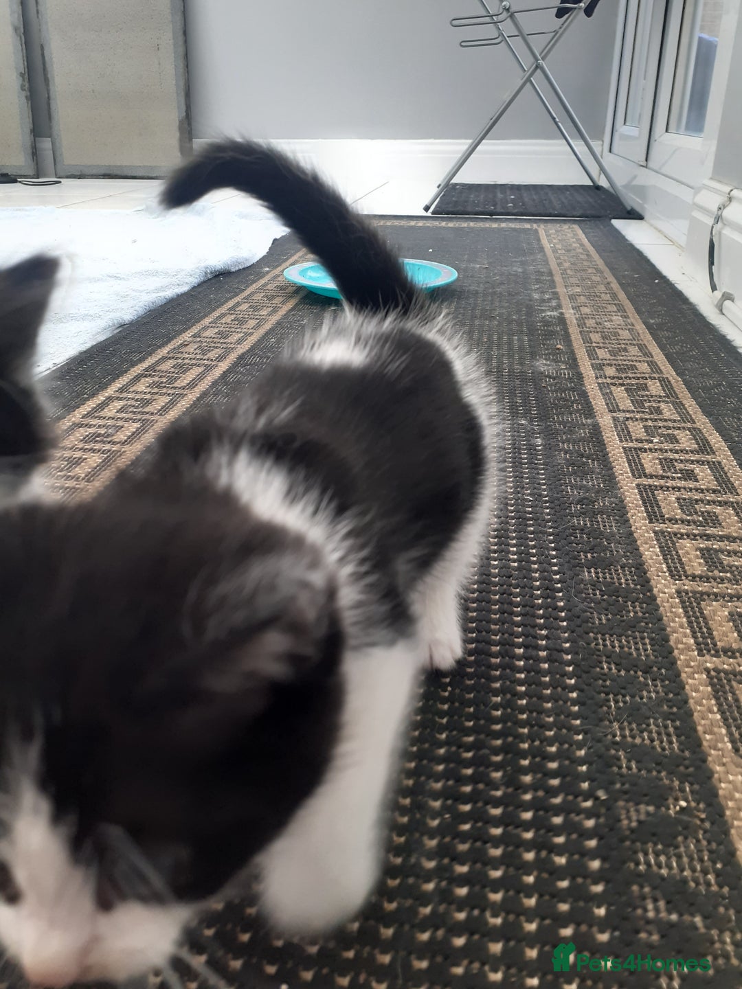Mixed Breed cats for sale: Ready now! Beautiful kittens - Image 4