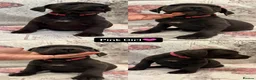 Staffordshire Bull Terrier dogs for sale: 6 Blue Staffordshire Bull Terrier Puppies  - Advert 9