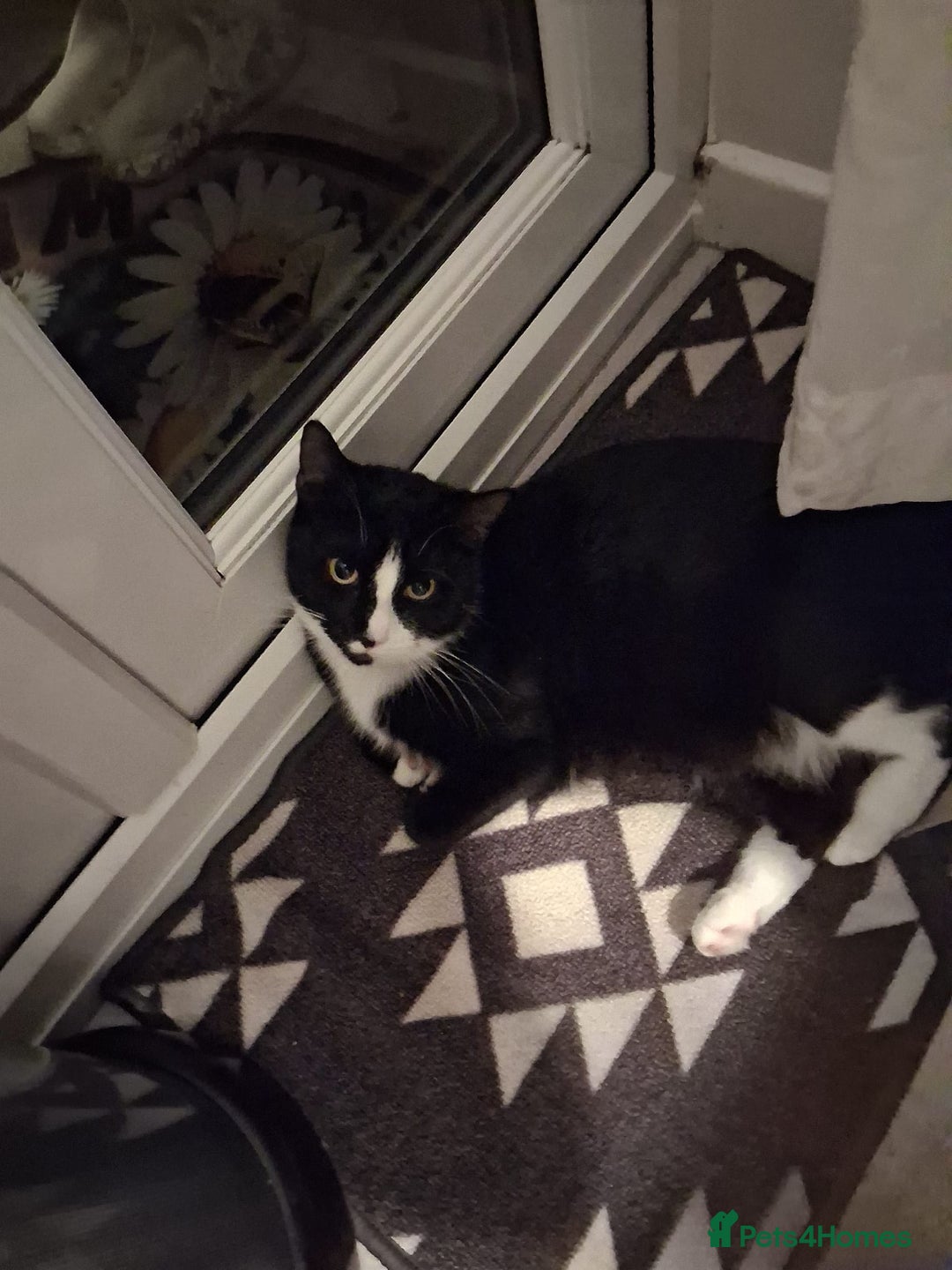 Mixed Breed cats for sale: Black and white 3 kittens for sale. 2 boys 1 girl. - Advert 2