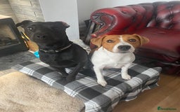 Mixed Breed dogs for sale: Plummer x Lakeland puppies  - Image 1