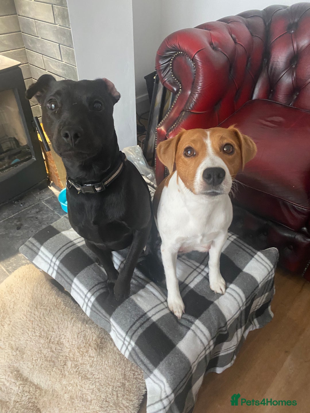 Mixed Breed dogs for sale: Plummer x Lakeland puppies  - Image 1