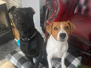 Mixed Breed dogs for sale - Advert 1