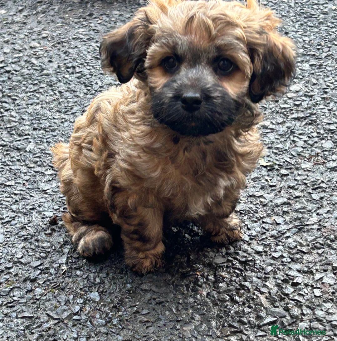 Mixed Breed dogs for sale: Yorkipoo x shihtzu puppies  - Advert 5