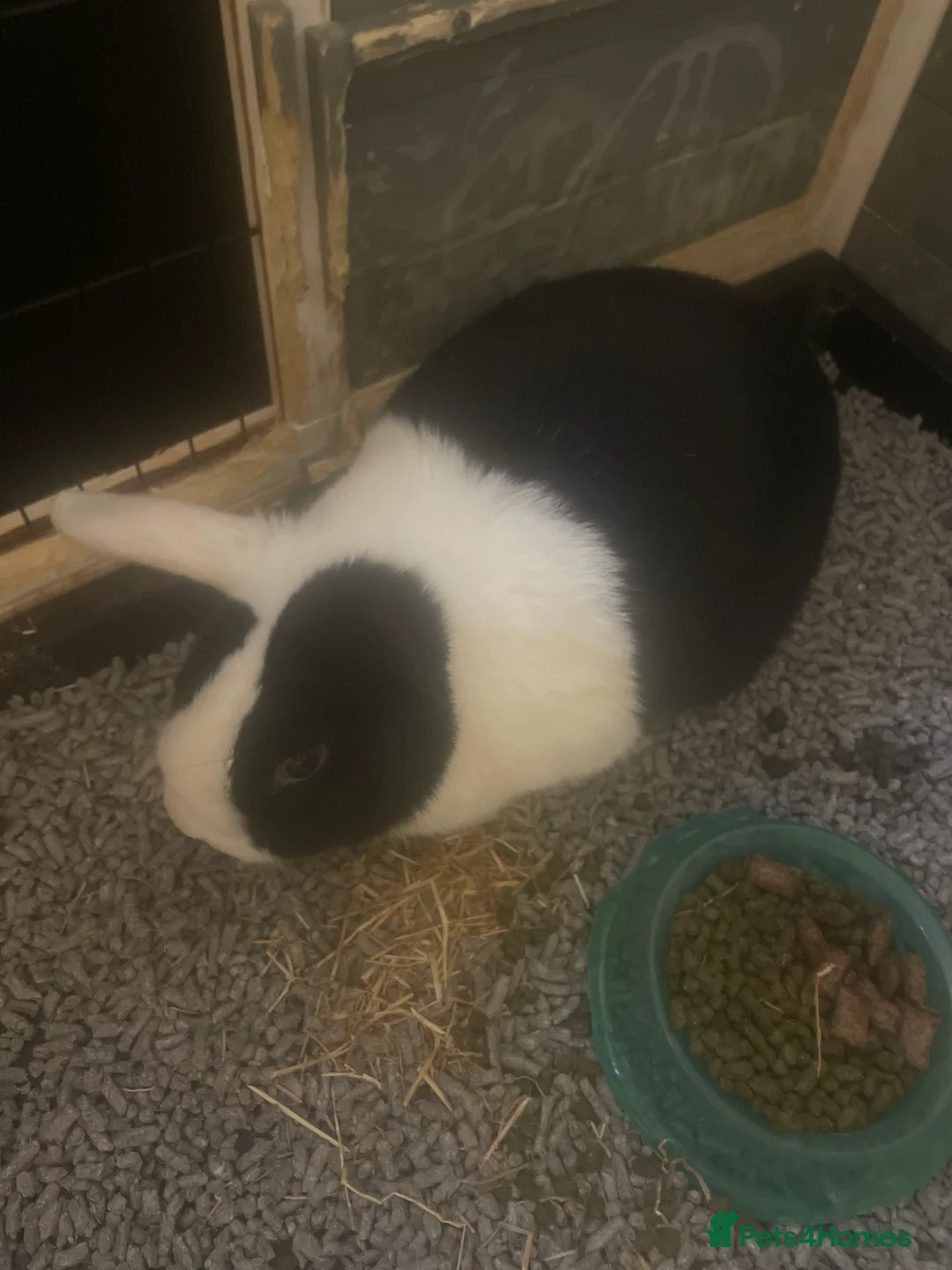 Mixed Breed rabbits for sale: Male rabbit for sale  - Advert 2