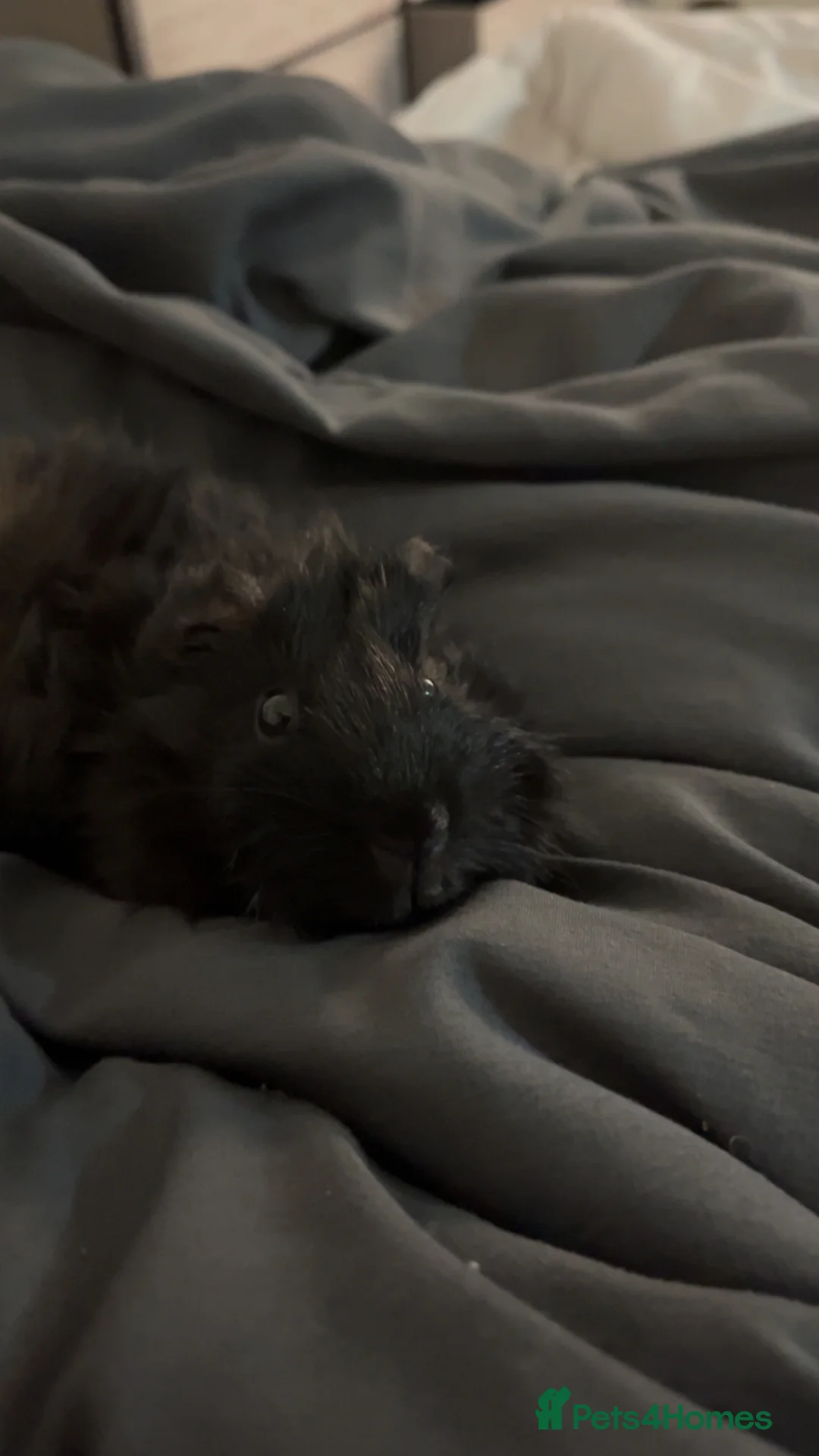 Guinea Pig rodents for sale: Guinea pigs for rehoming  - Advert 3